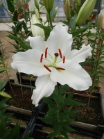 [4656 DJ OR-04 No02.JPG]